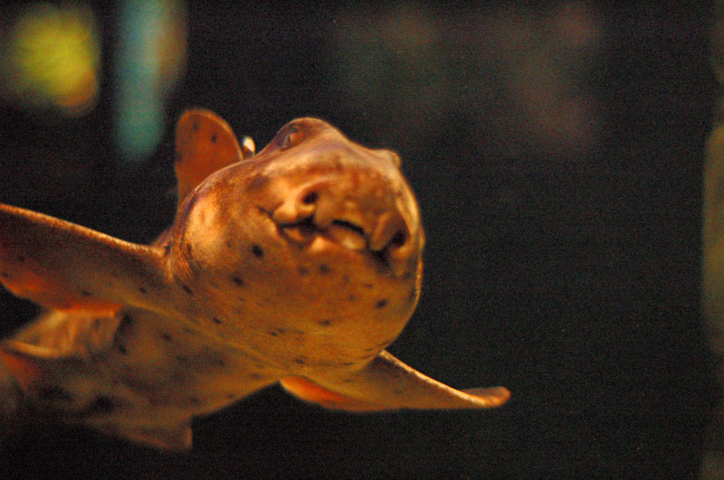 Shark!  (A little one)