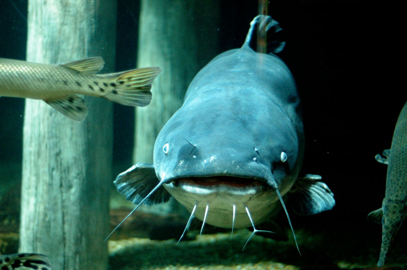 Big Ol Catfish