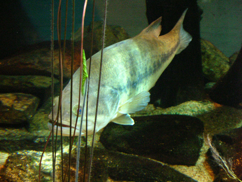 Hiding Fish
