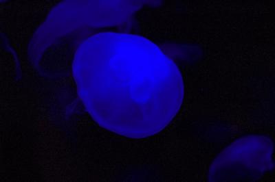 Neon Jellyfish