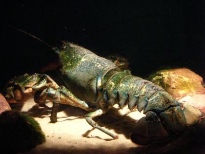 Lobster in Sunlight