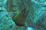 Moray Eel