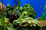 Seahorse