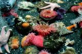Colorful Coral