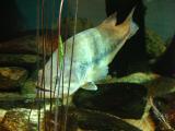 Hiding Fish