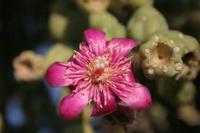 Close-up of Flower, Sag Nat Park West