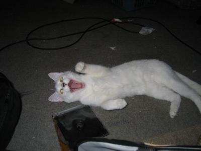 Cole---Meowwww!
