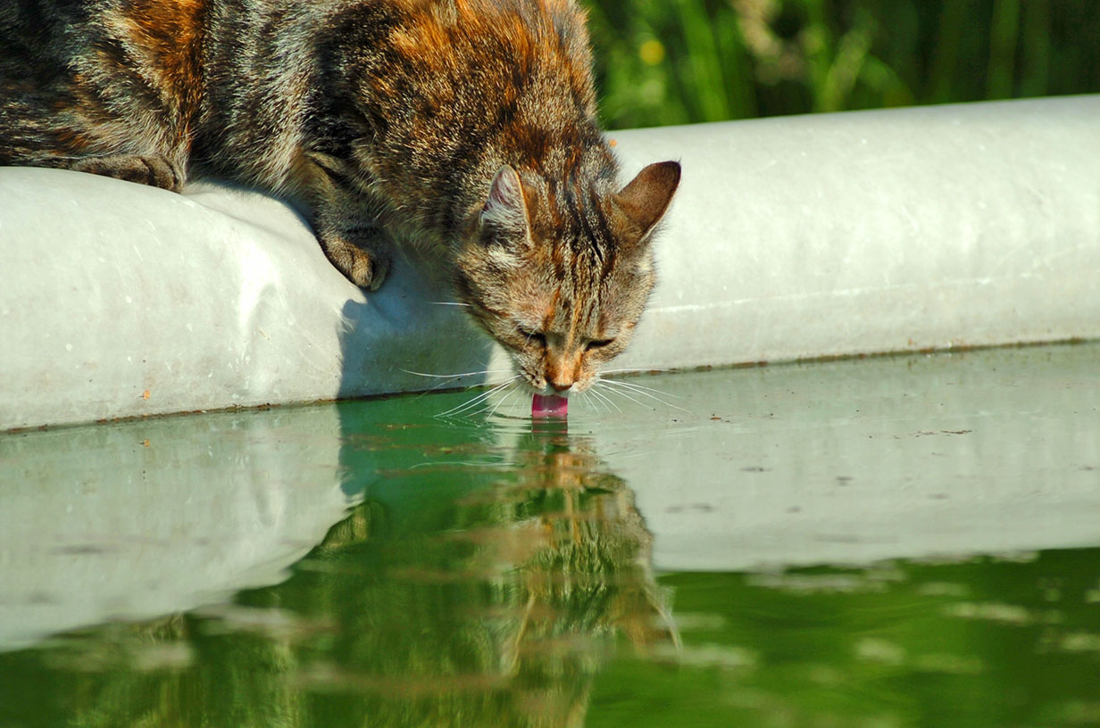 Frau Saude drinking 2.jpg