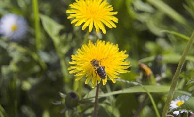 dandelion w bee 1.jpg