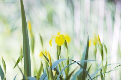 Yellow Iris