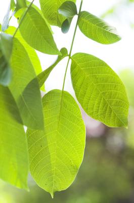 walnut leaves