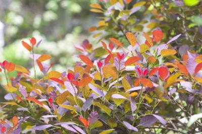 purple red leaves