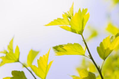yellow green leaves