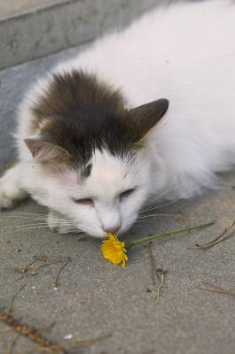 Batrulbi with Dandelion