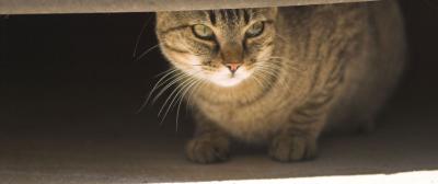 Beutel shadow 1.jpg