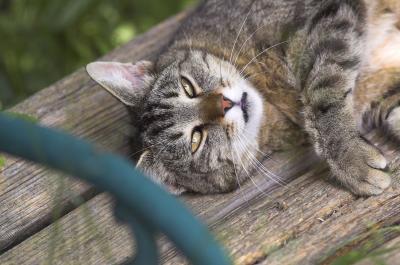 Franzen sleepy.jpg