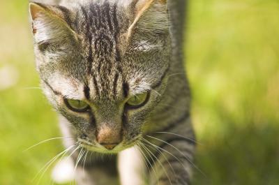 beutel on the hunt 2.jpg