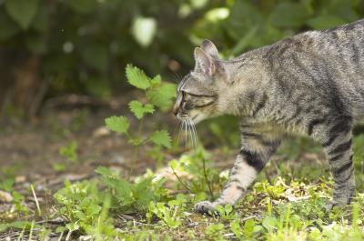beutel on the hunt 3.jpg
