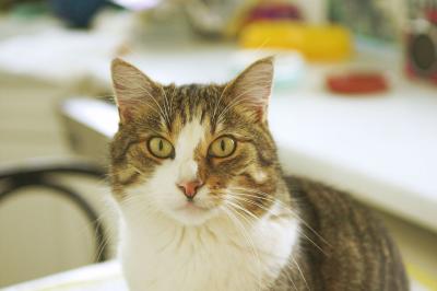 Wunderl AKA Burli what's that? Now he has an even bigger eye!