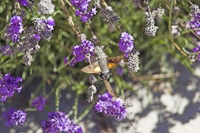 Colibri butterfly feasting on lavender blooms