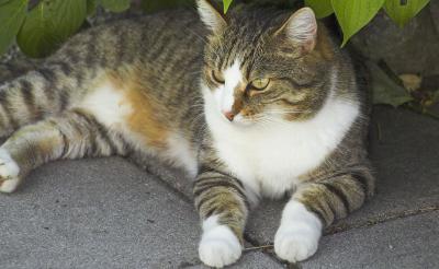 Wunderl shadow.jpg