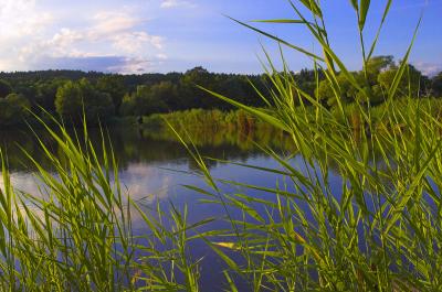 reed and carp pond.jpg