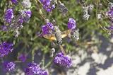 Colibri butterfly feasting on lavender blooms