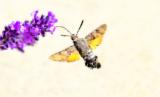 colibri butterfly.jpg