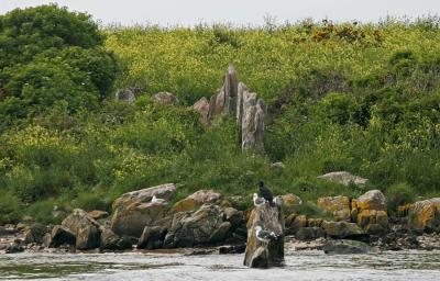 Les menhirs de l'île Er Lanic descendent dans l'eau du golfe du Morbihan