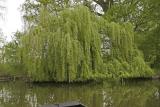 Découverte des hortillonnages d'Amiens