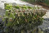 Epaves de l'île Berder - Vieux moteur d'un bateau de pêche