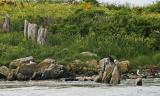 Les menhirs de l'île Er Lanic descendent dans l'eau du golfe du Morbihan