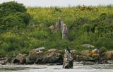 Les menhirs de lle Er Lanic descendent dans leau du golfe du Morbihan