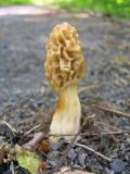 Morel on rails-to-trails