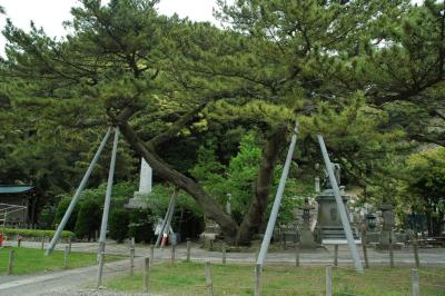 Very heavy trees