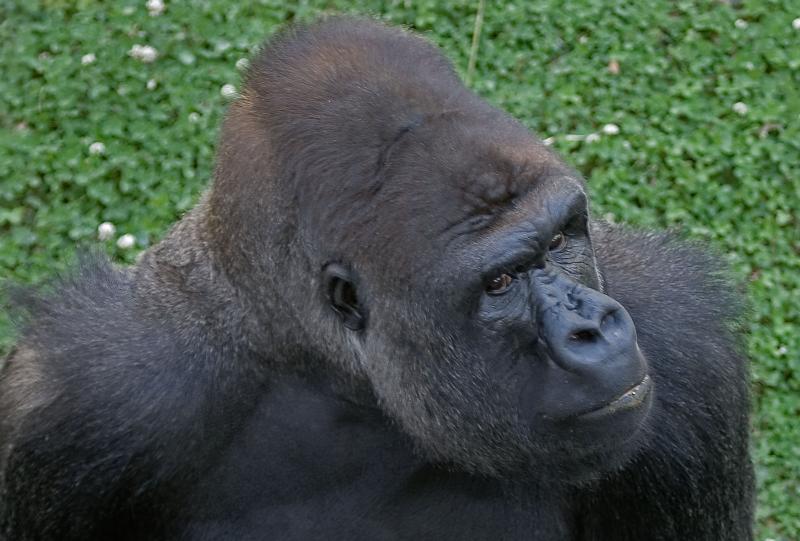 gorilla.jpg