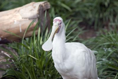 zoo2.jpg
