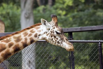 zoo3.jpg
