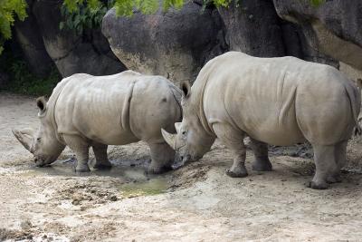 zoo8.jpg