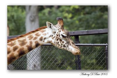 Giraffe.jpg