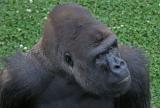 gorilla.jpg