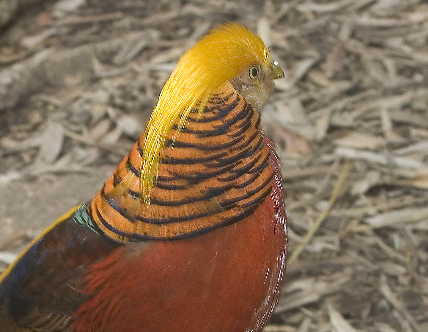 Pheasant