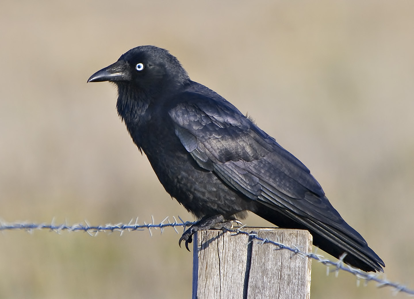 Crow on wire _6520.jpg