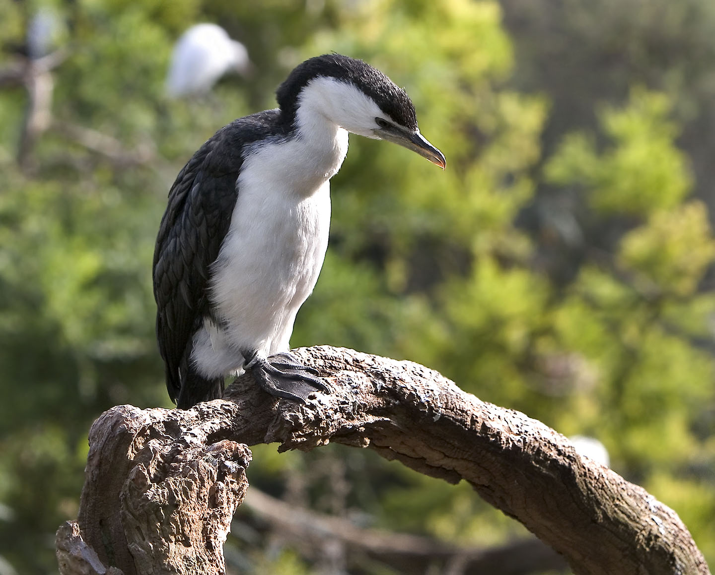 Cormorant_4653.jpg