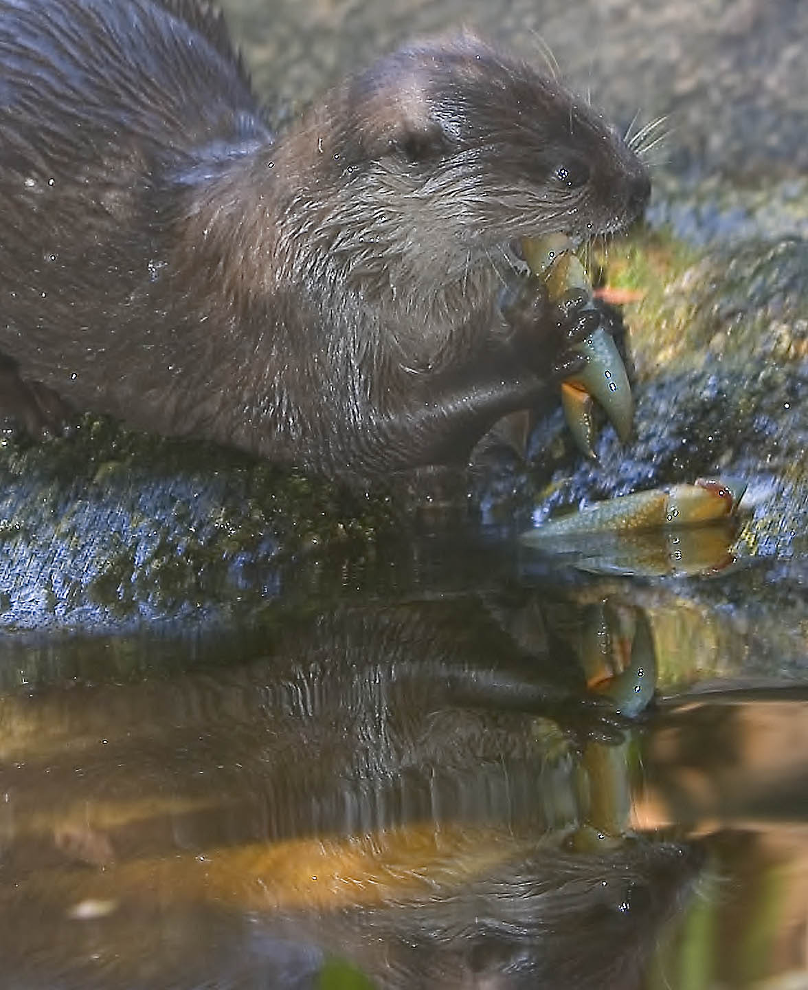 Otter Claws 4518.jpg