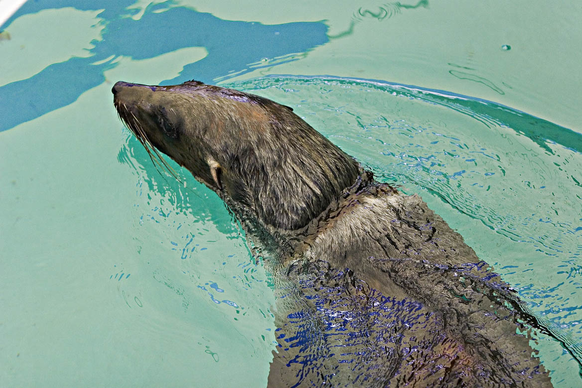 Seal_0030.jpg