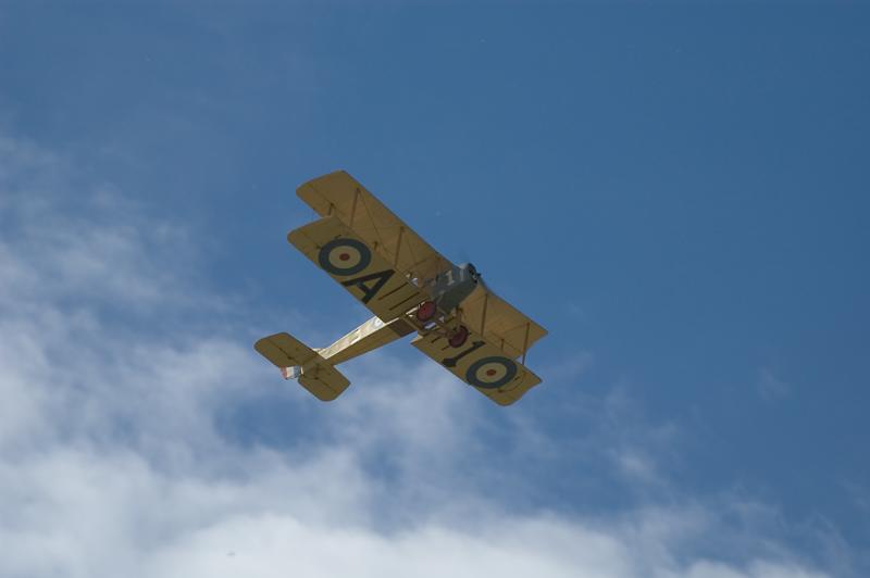 Gypsie Moth.jpg