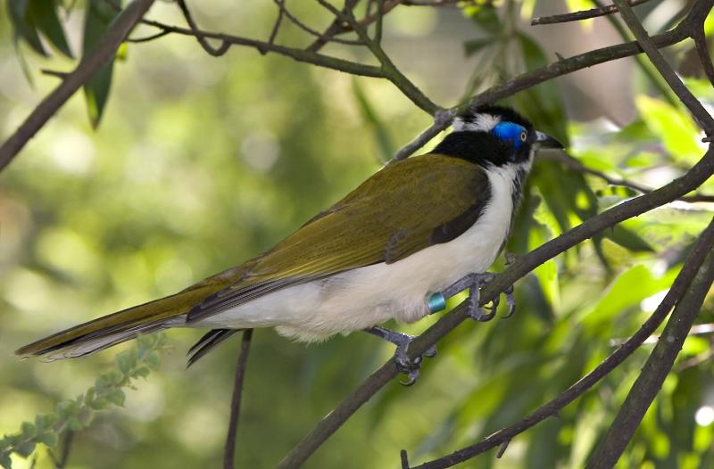 Blue-faced Honeyeater