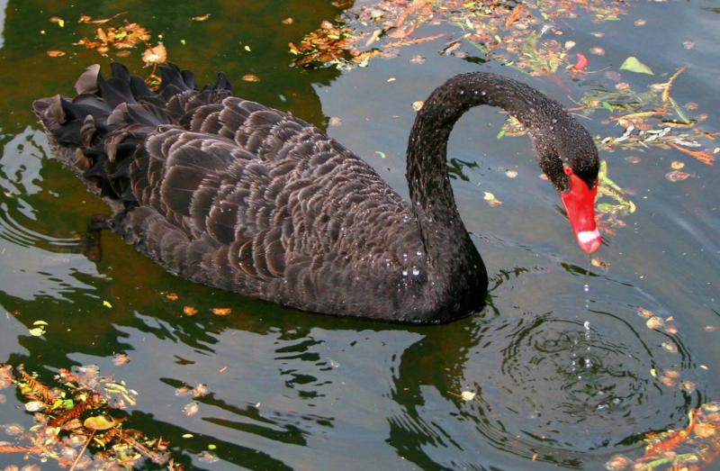 Black Swan.jpg