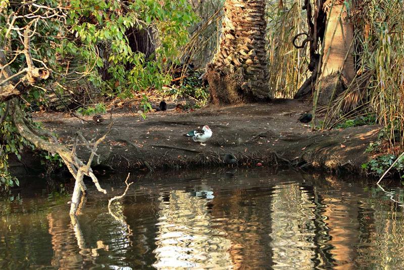 Bird Sanctuary.jpg